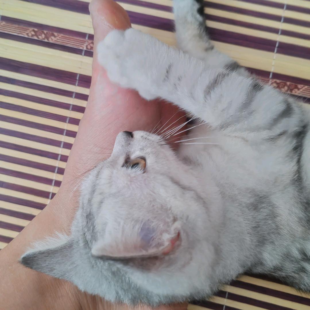 猫咪蛋蛋