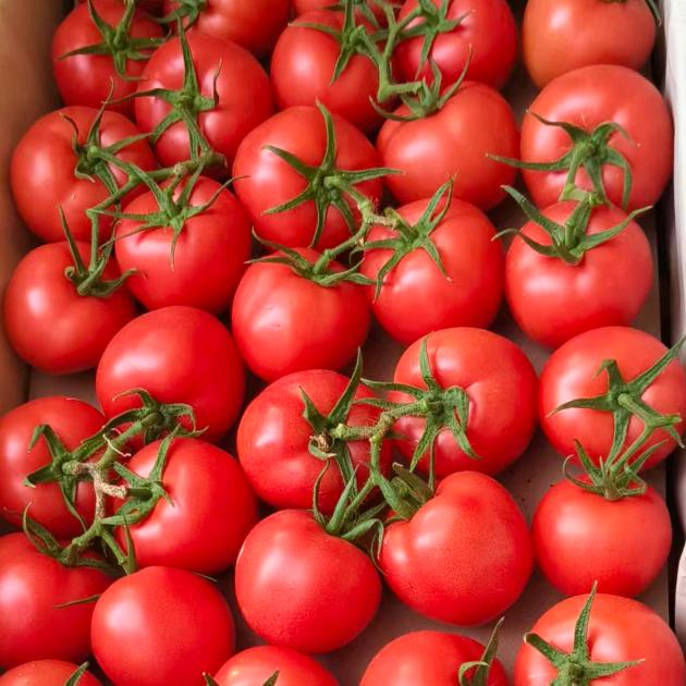 金针代收西红柿，西瓜。