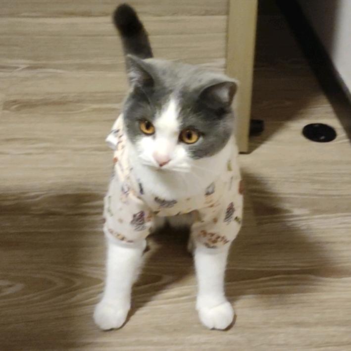一支猫动画