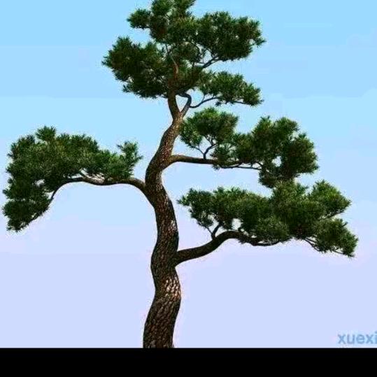 幸运草