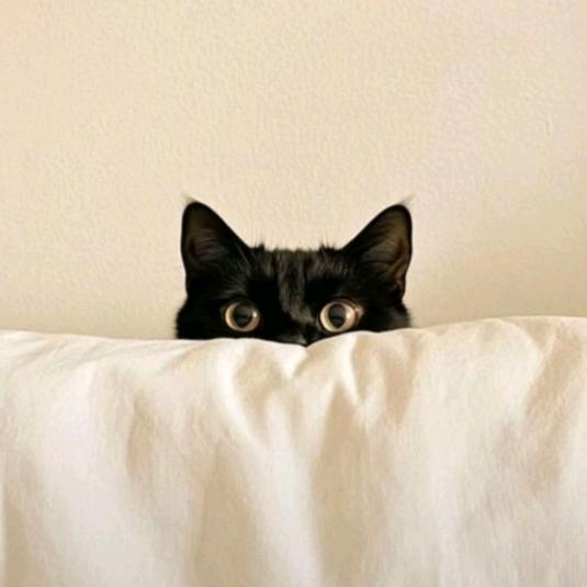椰椰🐾