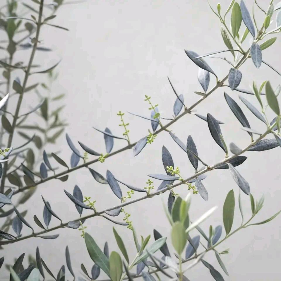 艺小院庭院植物