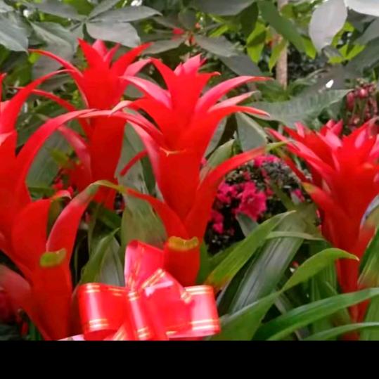 💘💘💘九妹🌹🌹🌹