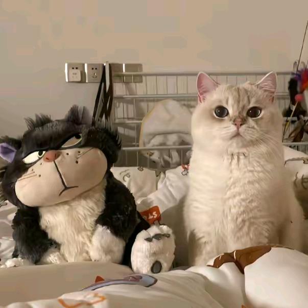 我喜欢玫瑰花🌹