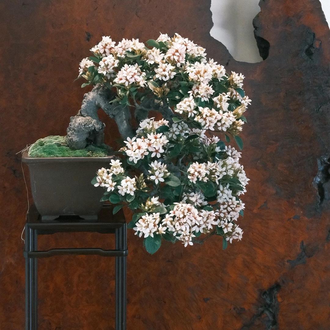 春花盆景