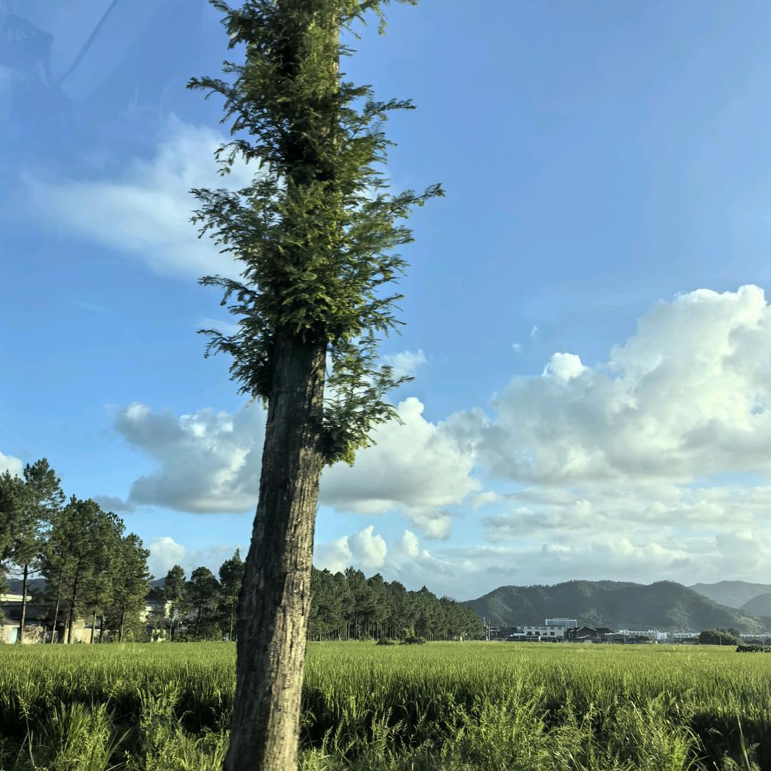 沙漠绿洲