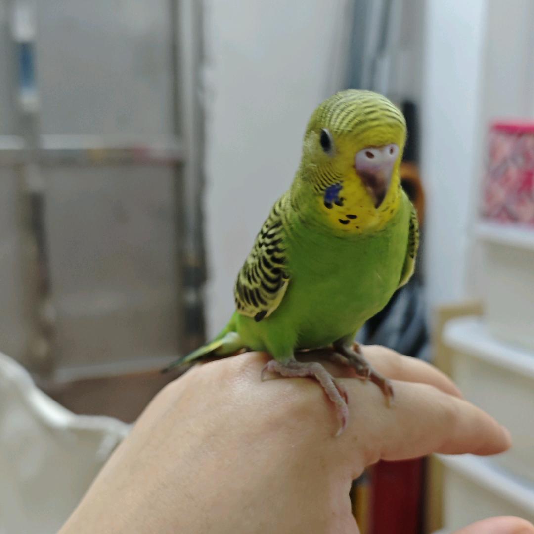 张狗子