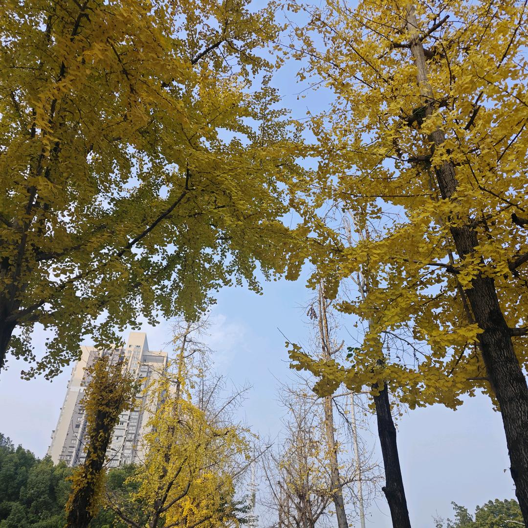 吴彦祖的迷妹