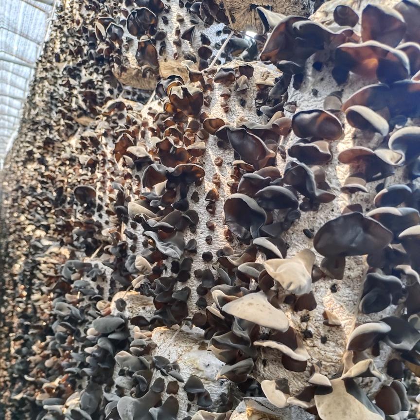 刘红影的胜洋百货精选铺