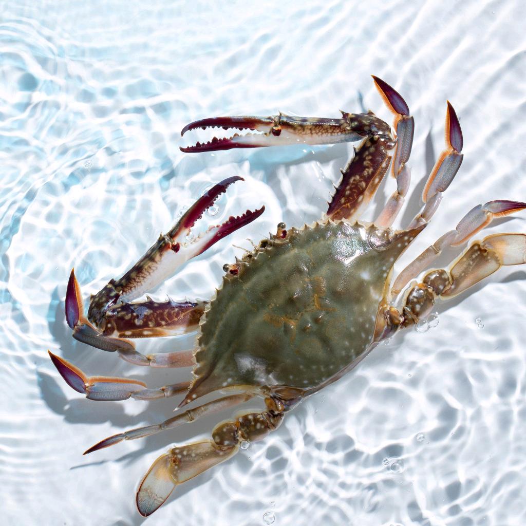 虾兵蟹将王多鱼