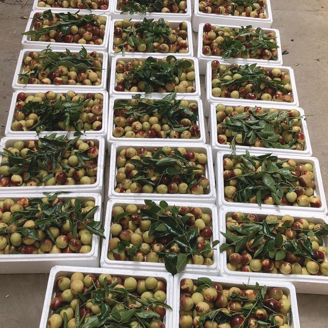 耿好好大棚冬枣