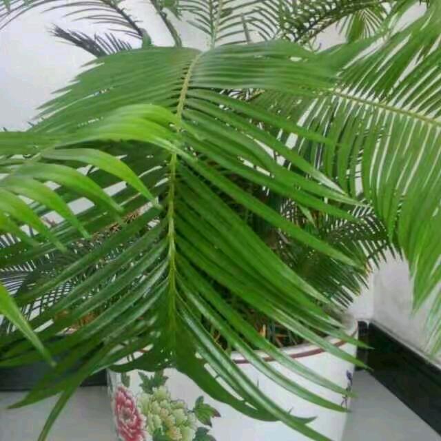 果娟