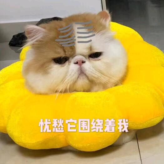 面总的碎碎念