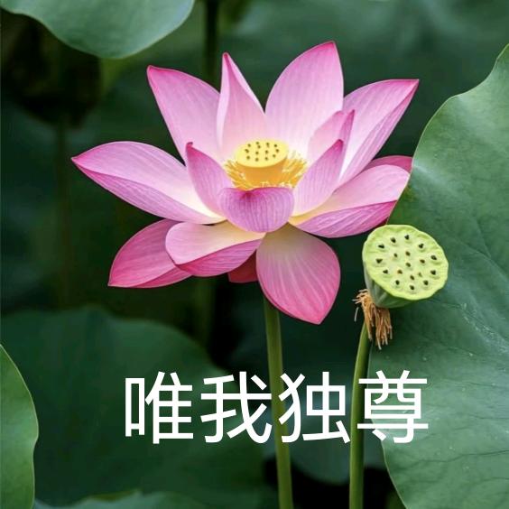 এ᭄唯我独尊ོྂཾ࿆࿐{求推荐版}