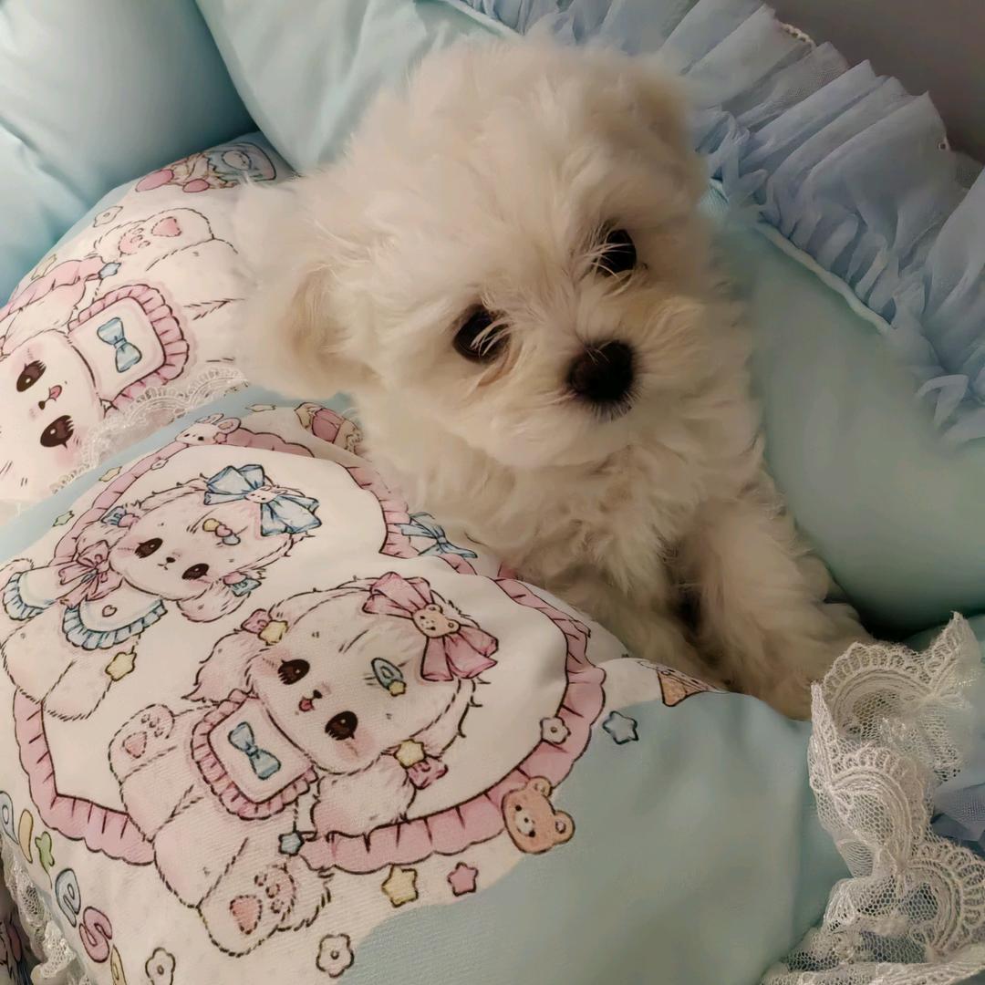 幸福比熊，马尔济斯