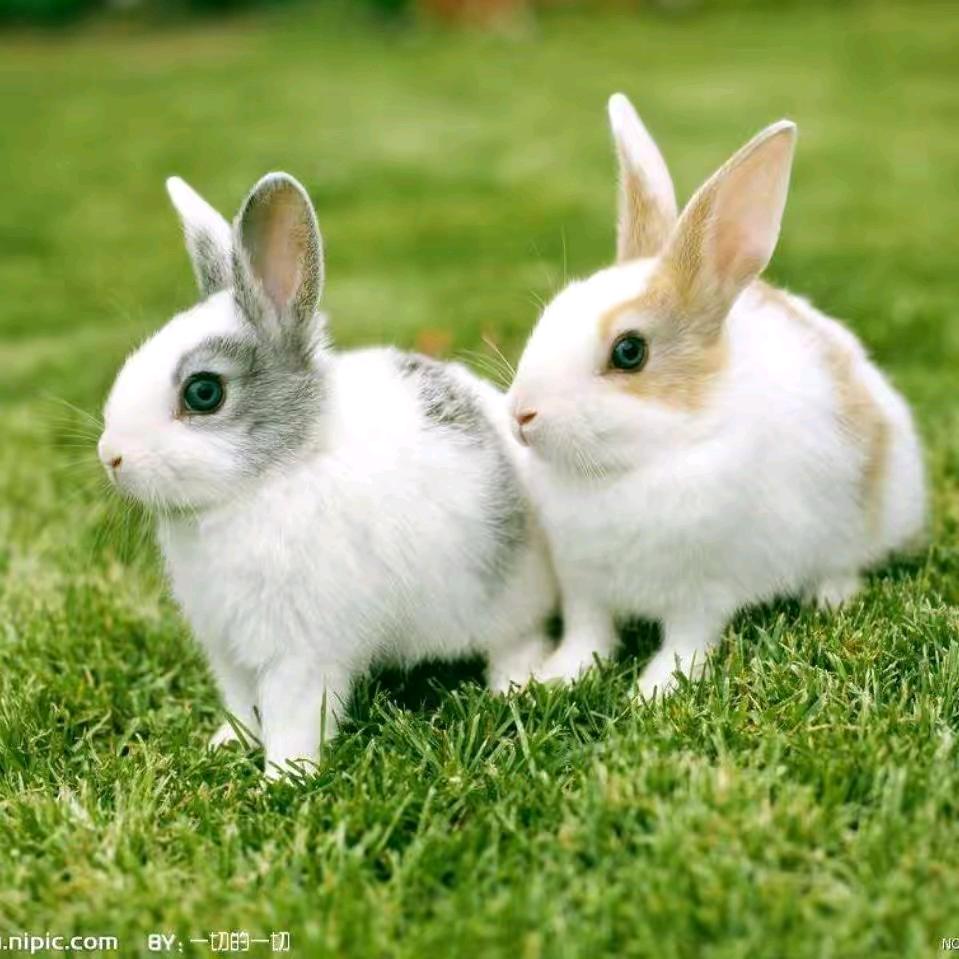 招財兔🐇