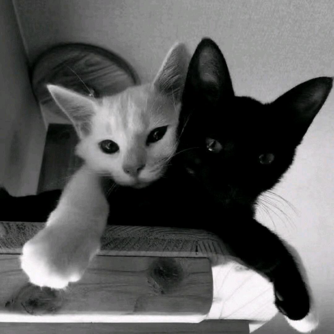 YZI