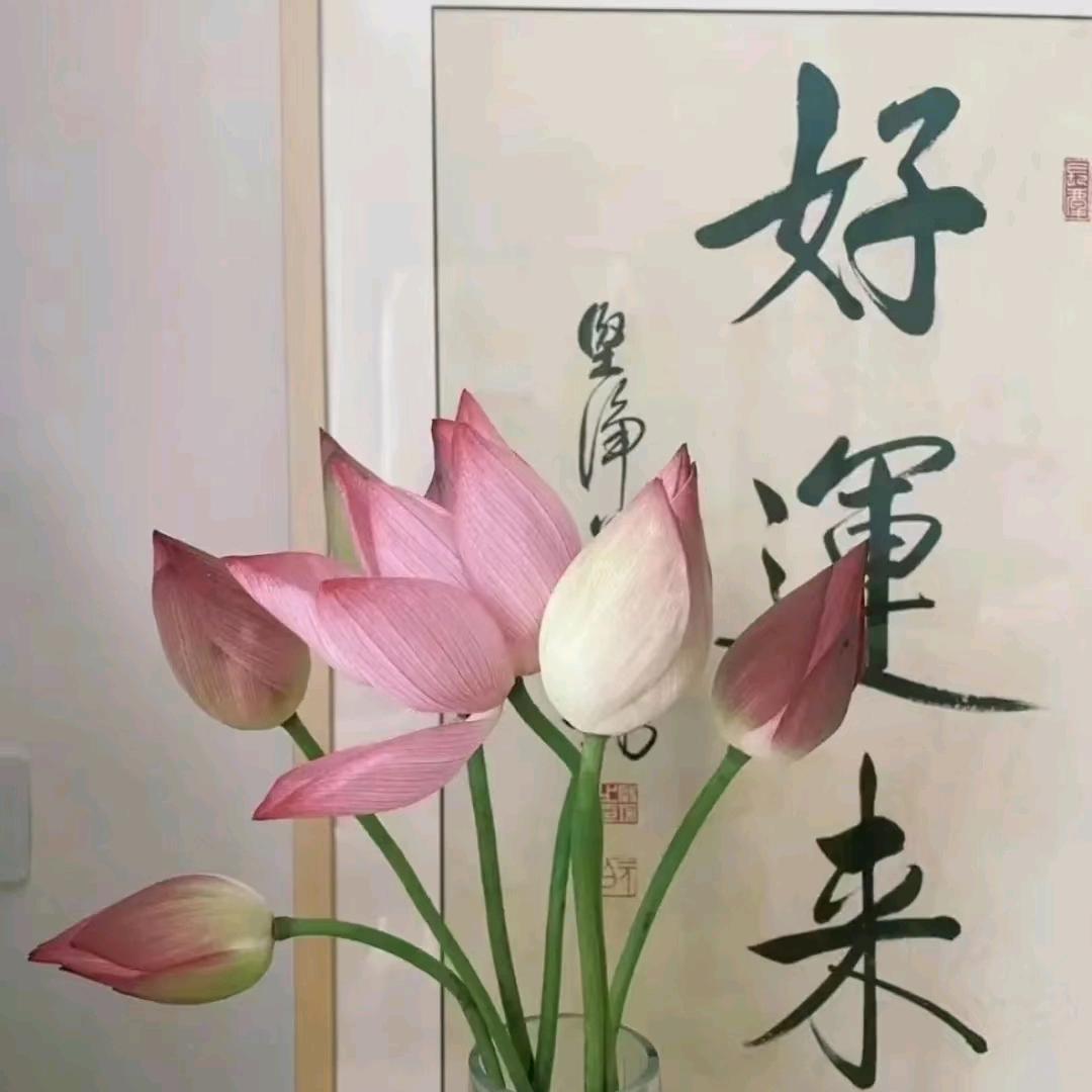 凡星泪芷