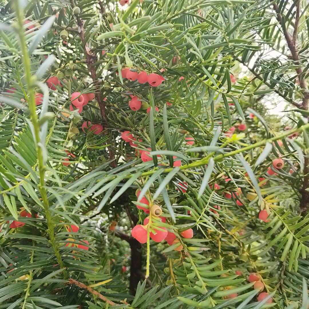 爱慢跑的阿飞