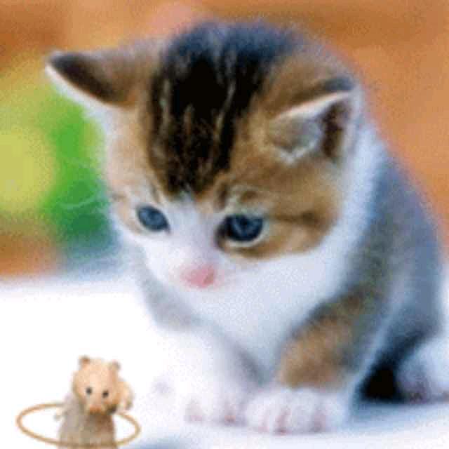 明天见！🌷🌷