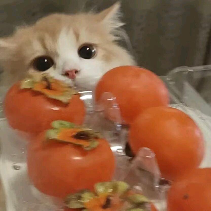 锦鲤小OO