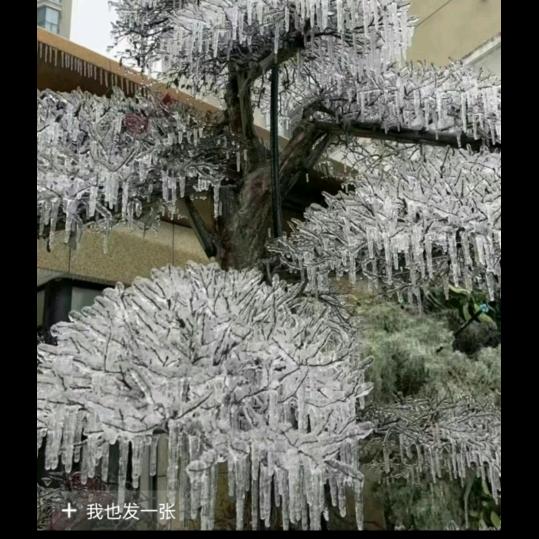 淡水湖边的狼