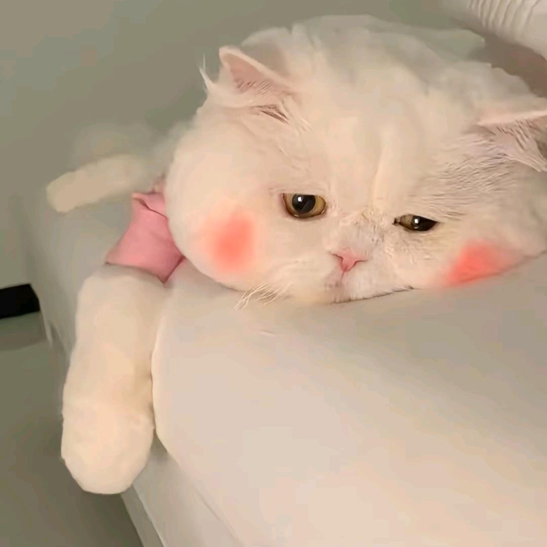 °ʚ甜磕ɞ°