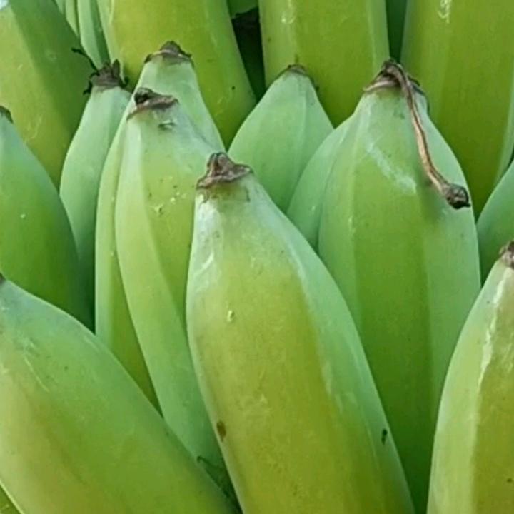 雨中的玫瑰花🌸🌺🌹