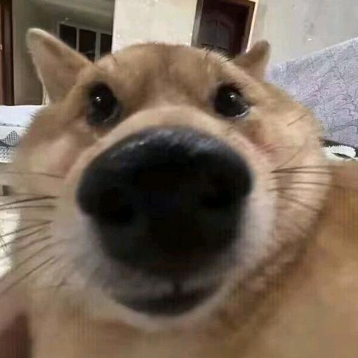忧郁的皮皮猪