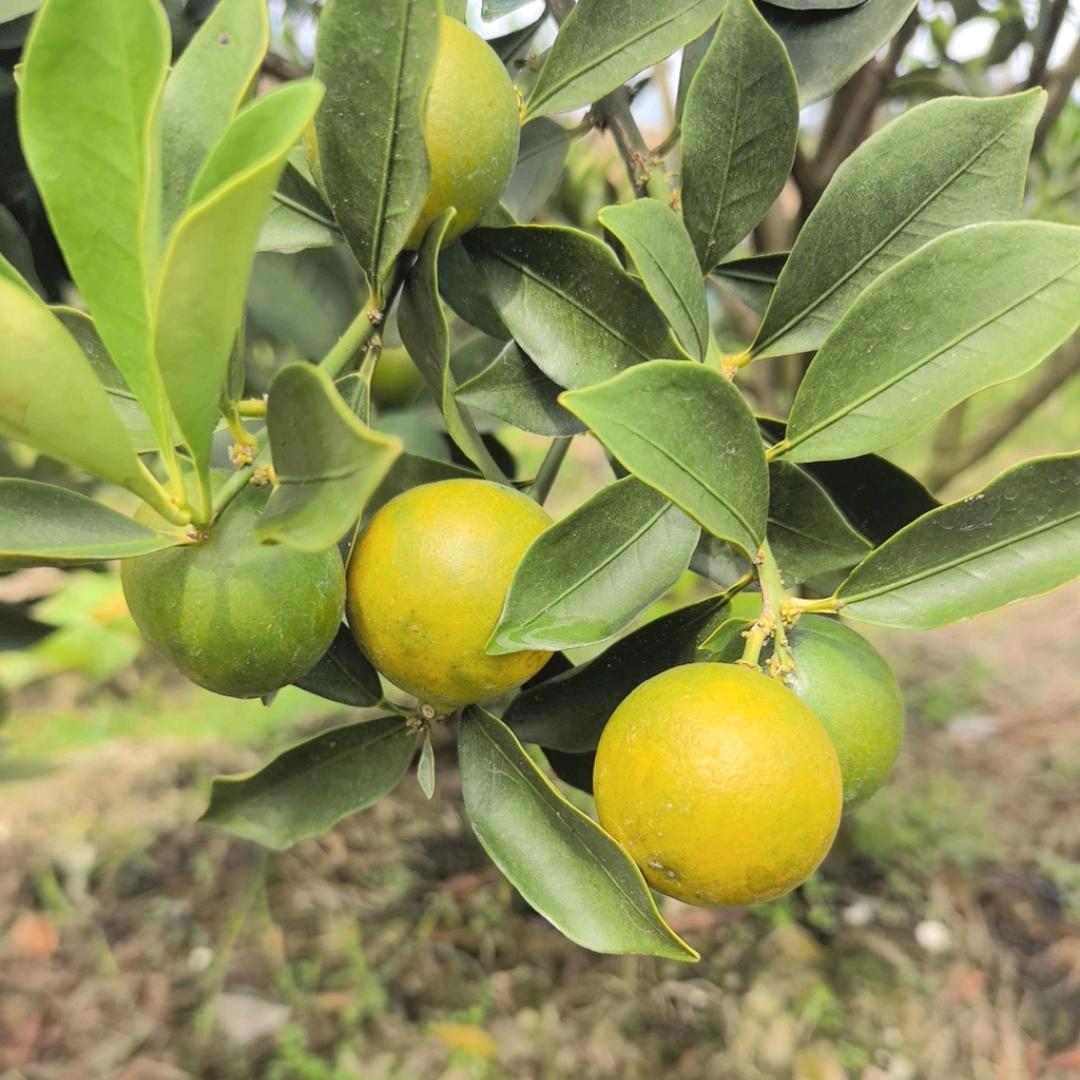 小俞家脆蜜金桔