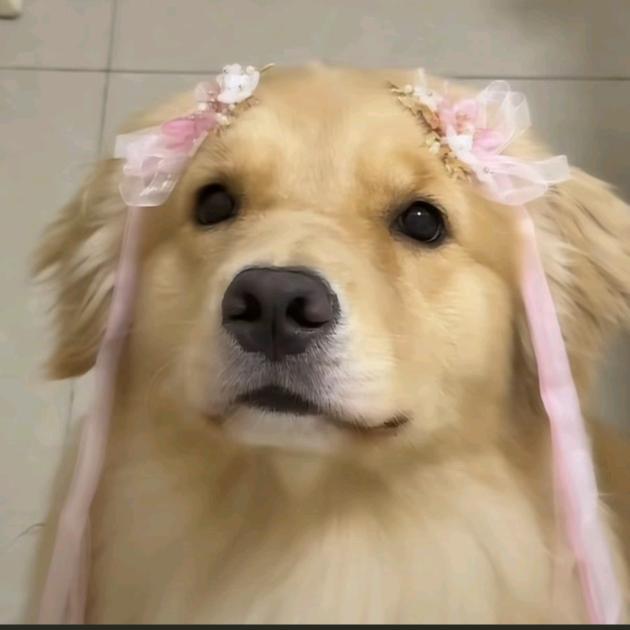 卿卿