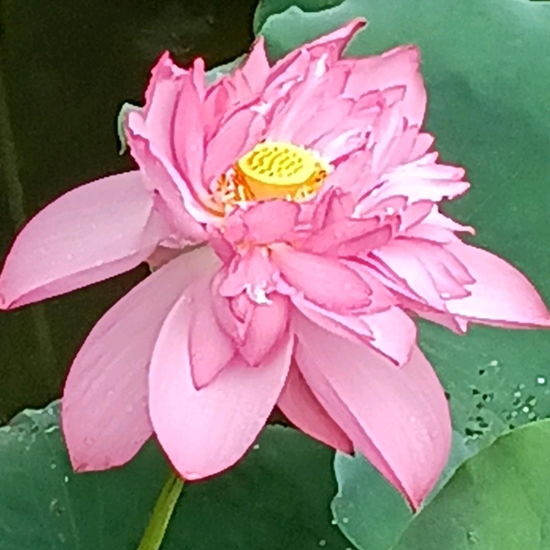 清荷听雨