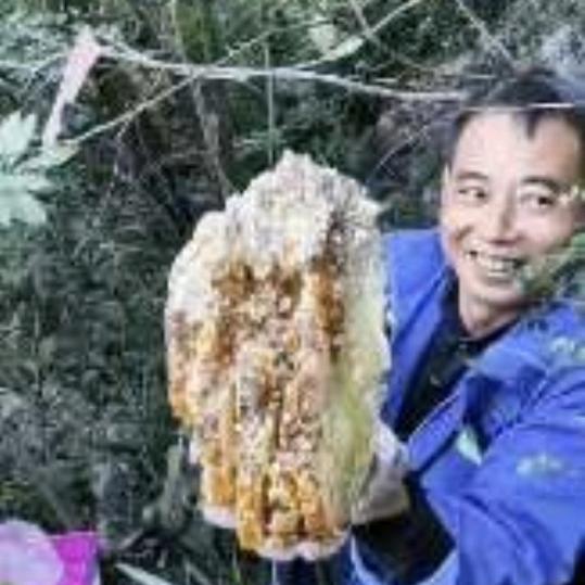 乡村追蜂哥