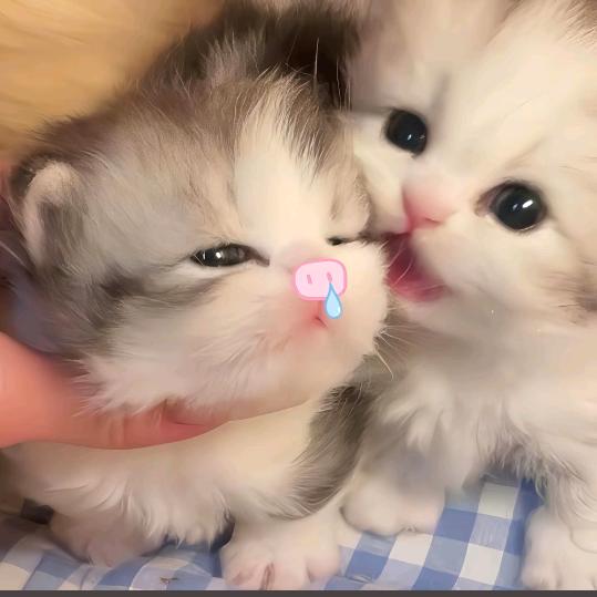 麻衣桑嘛