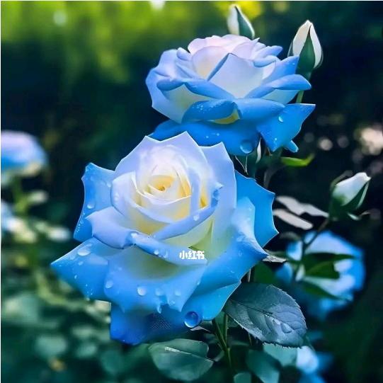 月季花