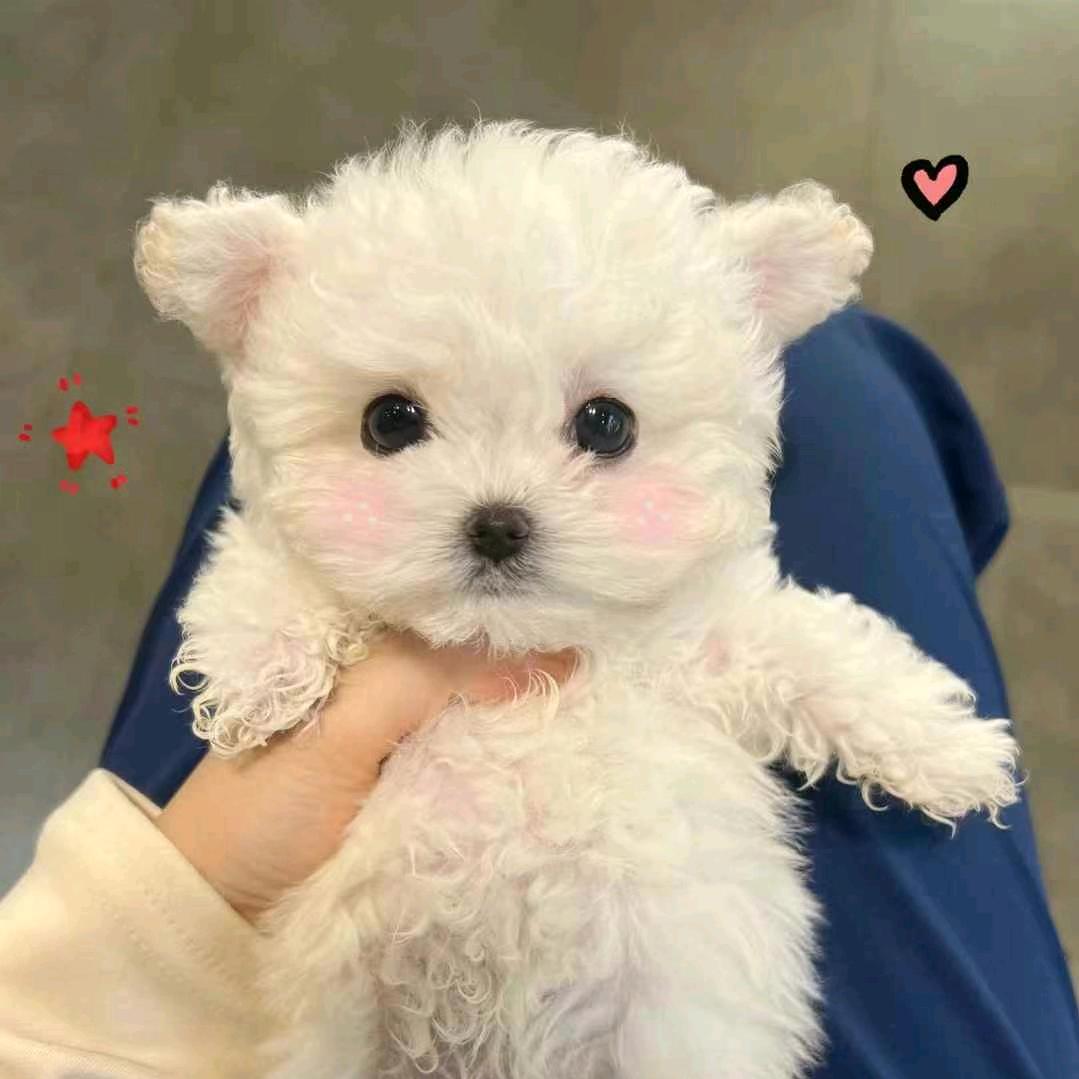 布丁是只小比熊
