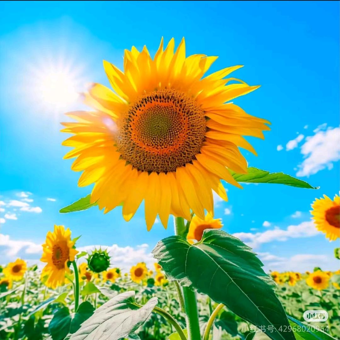 廊坊衡英高级中学