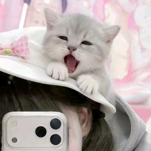 佳佳控