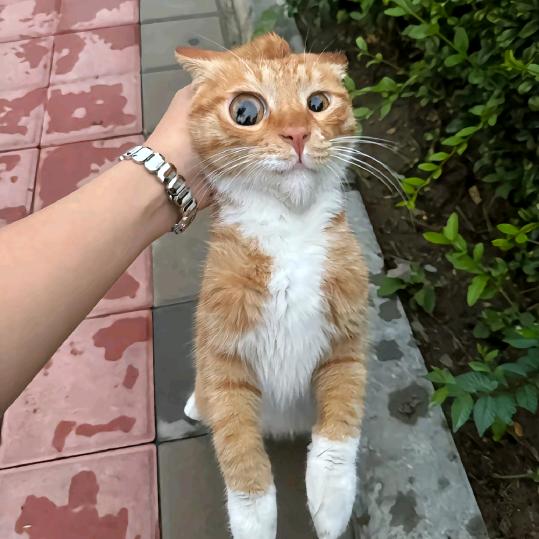 达朱.