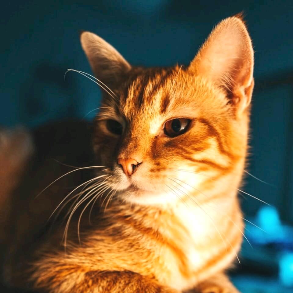 橙子🍊澄空