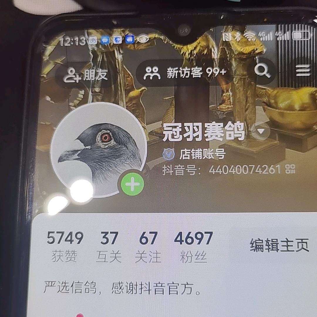 冠羽铭鸽