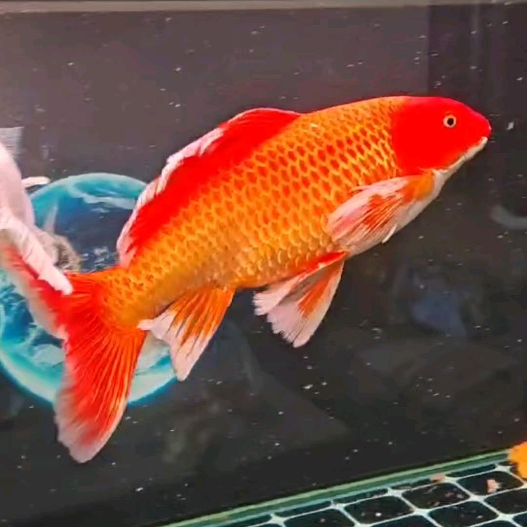 胖哥水族宠物用品