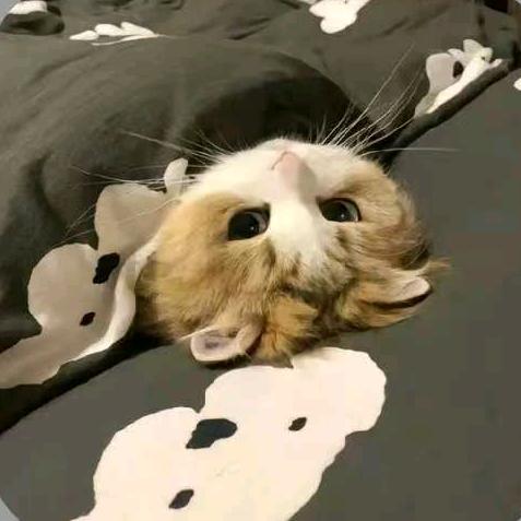 枕寄思