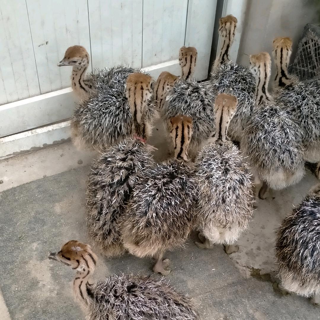 用户3463318461923，鸵鸟