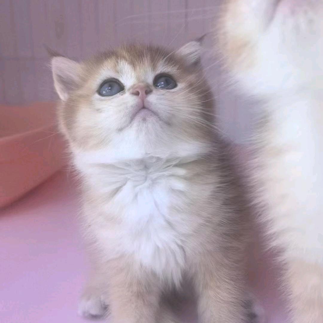猫咪小院