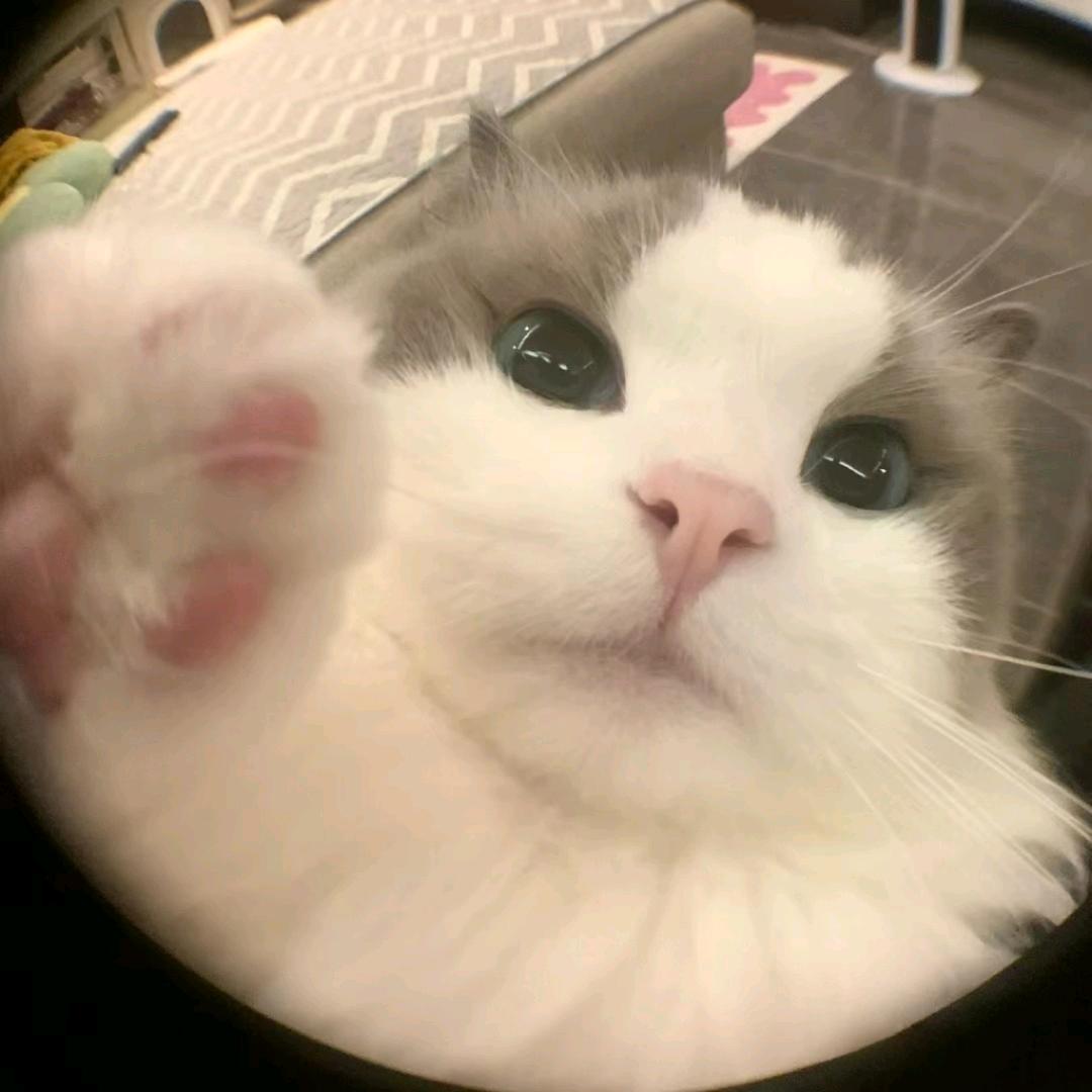 小柒