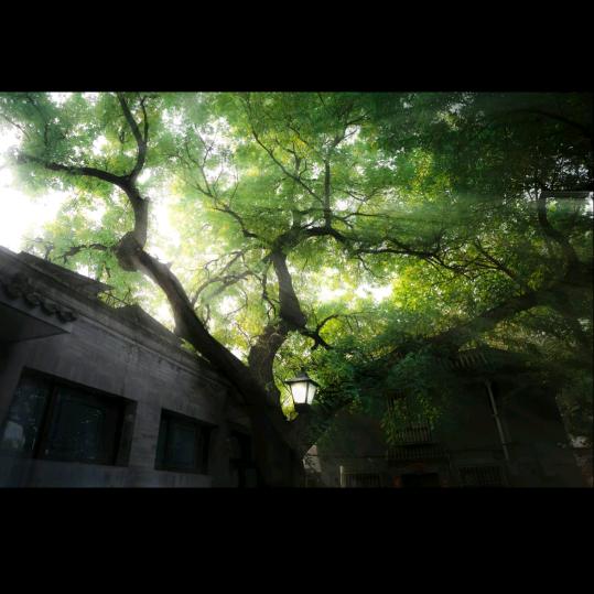 雾天来客头像