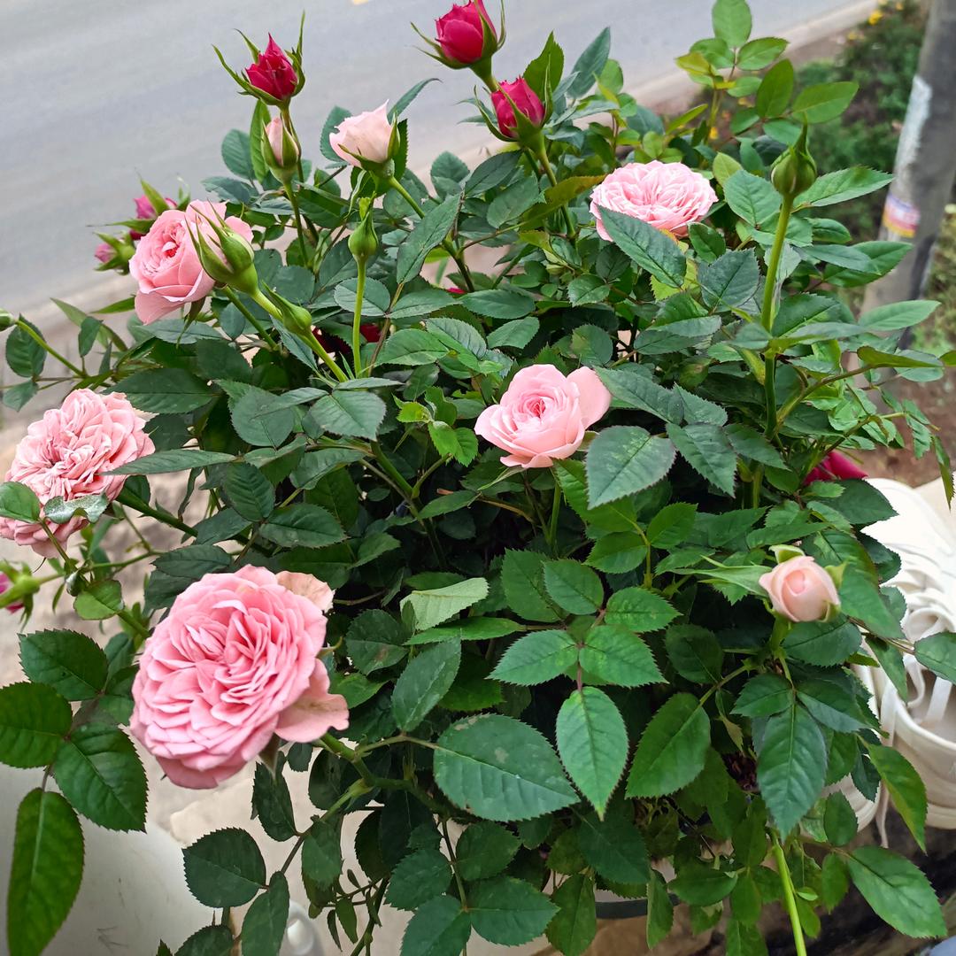 🍒余生爱自已💫