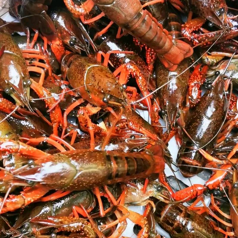 小龙虾源头货源供货