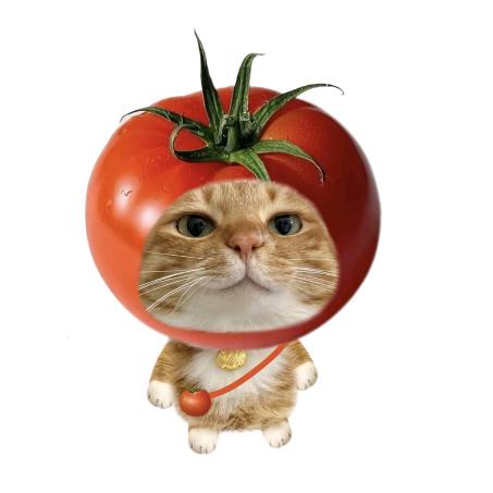 特猫头